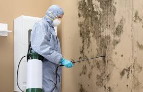 Best Basement Mold Removal  in Holmes Beach, FL